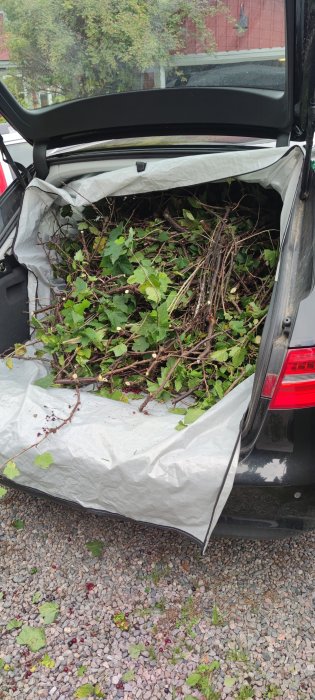 Bagagelucka på bil fylld med avklippta grenar och blad från en nyligen beskuren vinbärsbuske.