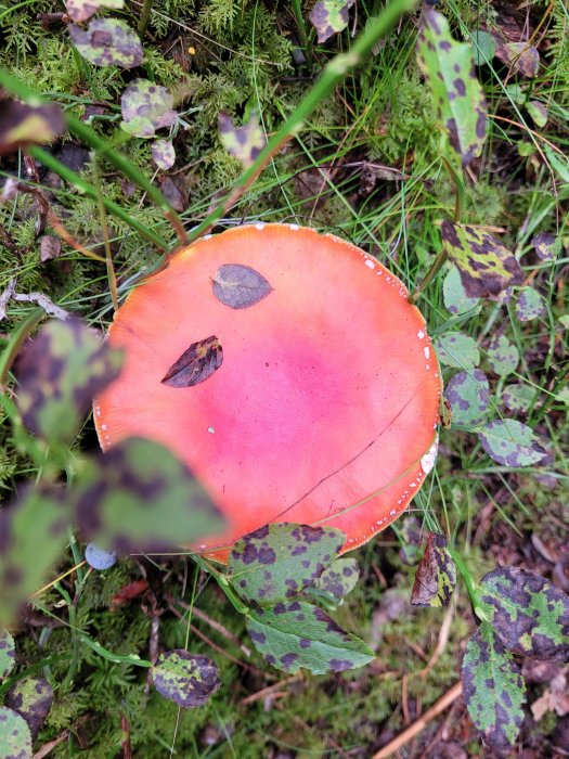 Röd flugsvamp med löv på hatten i en skogsmiljö.