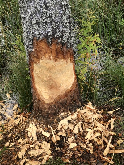 Träd med bark gnagt av vid foten, omgivet av spån, tecken på bäveraktivitet.