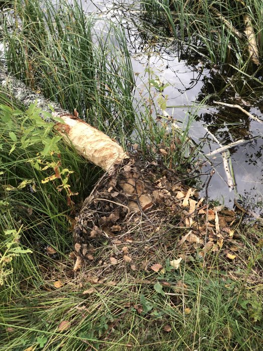 Träd avgnagt vid en vattenkant, tydliga gnagspår synliga, omgivet av gräs och löv.
