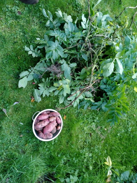 Hink med nyskördade röda potatisar bredvid två potatisstånd med gröna blad på gräsmark.