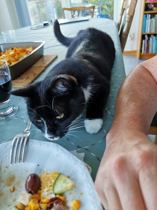 Svartvit katt sträcker sig över matbord med halväten måltid, kikar mot tallrik.