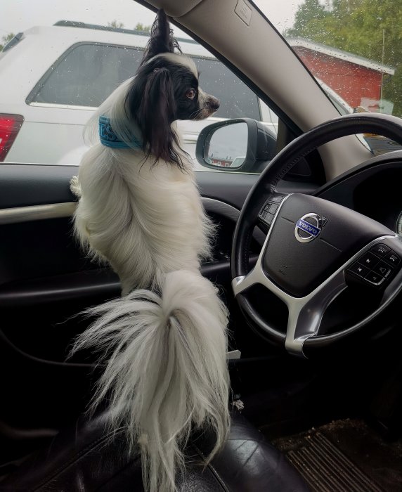 Svartvit hund sitter på förarsätet i en Volvo och ser ut genom fönstret.