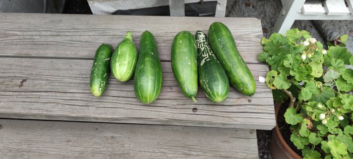 Fem färska gurkor på en träbänk, redo att skördas och delas med hönsen.