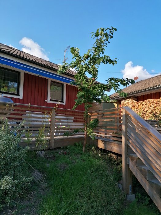 Ungt, yvigt träd bredvid nybyggd träaltan med rödfärgat hus i bakgrunden.