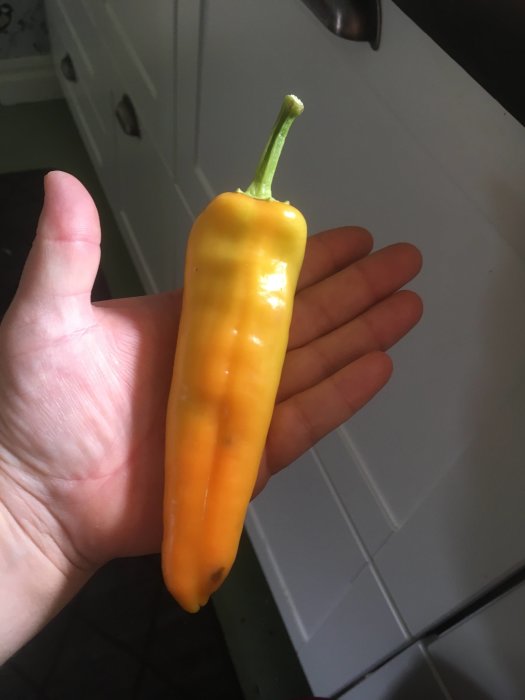 En hand håller en gul Hungarian Hot Wax chili mot en vit köksinredning.