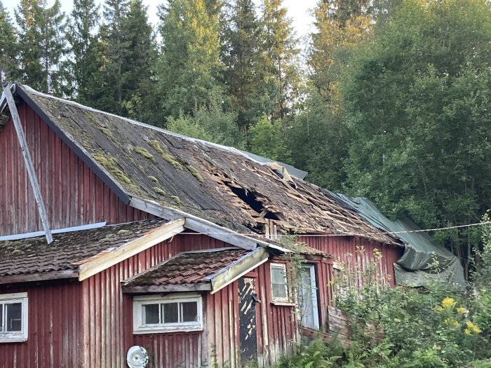 Skadat och mossbelagt ladugårdstak med delvis bortriven plåt och synliga takstolar, omgivet av grönska.