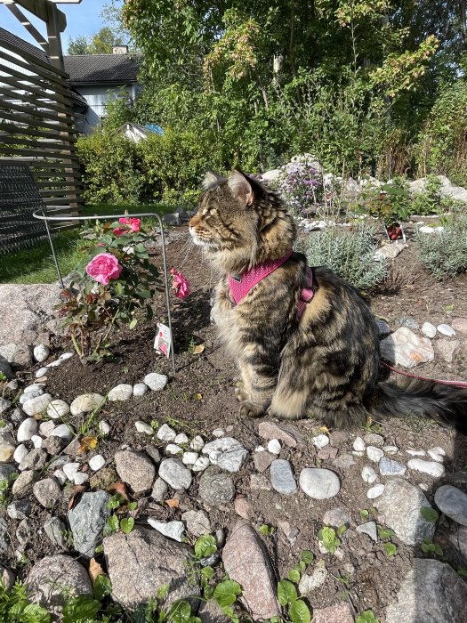 Katt med sele sitter i en blommande trädgård bland rosor och stenar i solskenet.