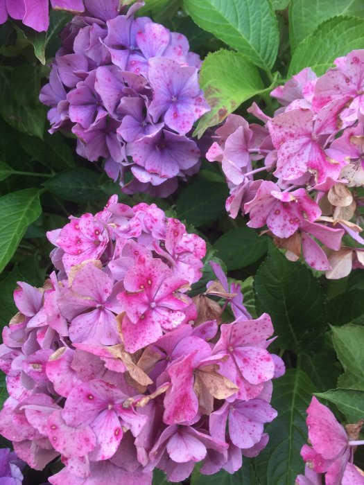 Närbild av blommande lila och rosa hortensior med vissa bruna tecken på bladen.