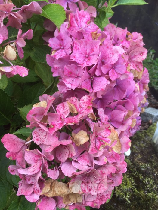 Rosa hortensiablommor som börjar bli bruna på kanterna mot en bakgrund av gröna blad.