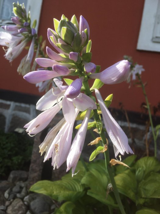 Blommande hosta med lila blommor framför en röd husvägg och grön lövverk i förgrunden.