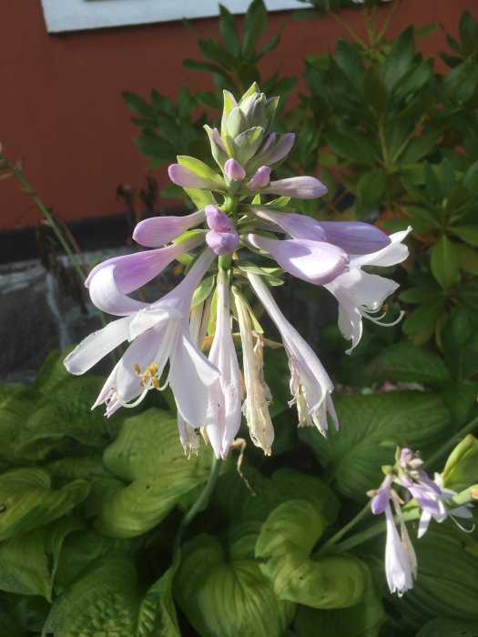 Blommande hosta, eller funkia, med lila och vita blommor ovanför gröna blad mot en röd husvägg.