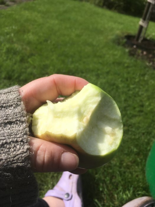 Hand håller ett upptaget äpple med en gräsmatta i bakgrunden.