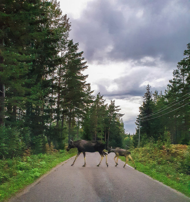 En älg och en älgkalv korsar en landsväg med skog i bakgrunden.