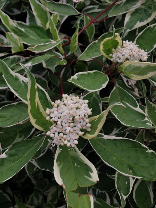 Blommande buske med vitkantade gröna blad och vita blomklasar.