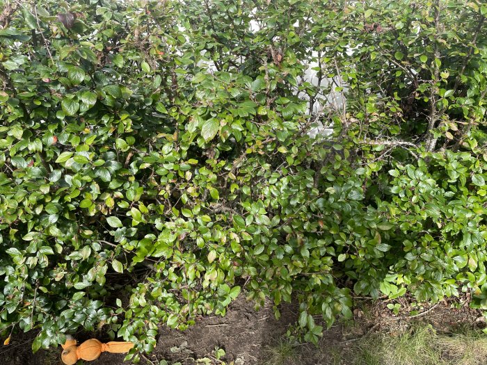 Buske med gröna blad och omogna svarta bär, eventuell aronia eller liguster.