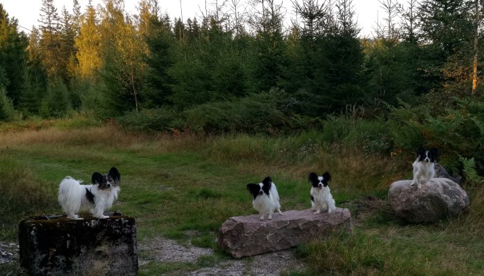 Tre små hundar på stenar i skogsglänta under kvällsljus.