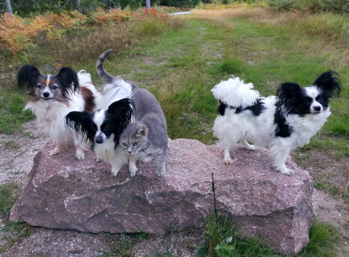 Fyra hundar och en katt på en stor sten utomhus på kvällen.