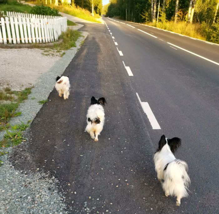 Tre hundar och en katt promenerar på en landsväg under kvällssolen.