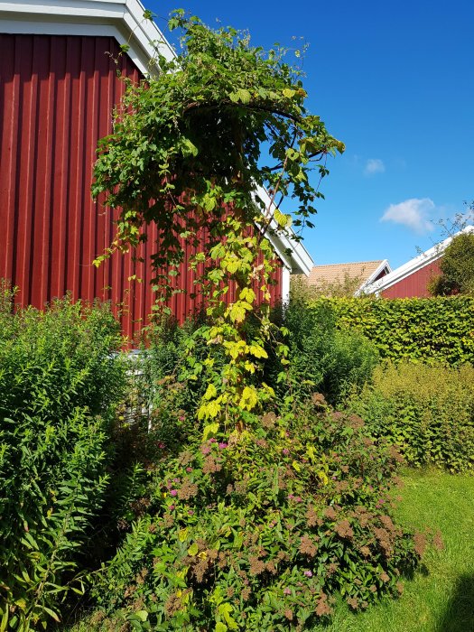 Klätterväxt, troligen humle, växer på en stolpe med en trådring i en lummig trädgård, något angripna av ohyra.