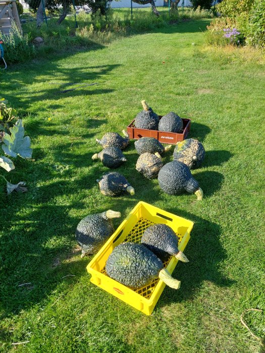 Överflöd av pumpor på gräsmattan med några i en omkullvält brun låda och andra i en gul låda.