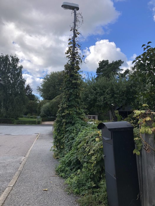 Gatlyktpelare täckt av döda och levande klätterväxter vid en trottoarkant.