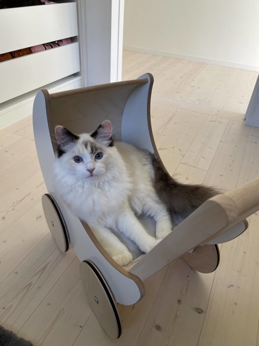 Fluffig vit och grå katt ligger bekvämt i en barns dockvagn inomhus.