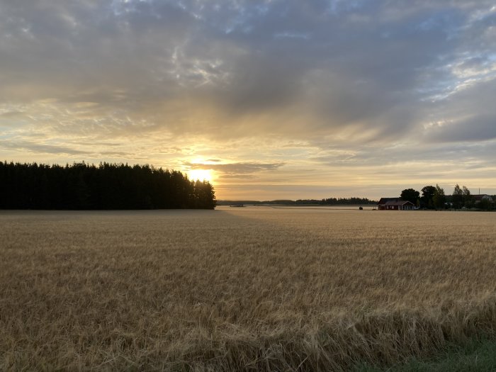 Soluppgång över ett gyllene sädesfält med silhuetten av skog och en röd stuga i bakgrunden.