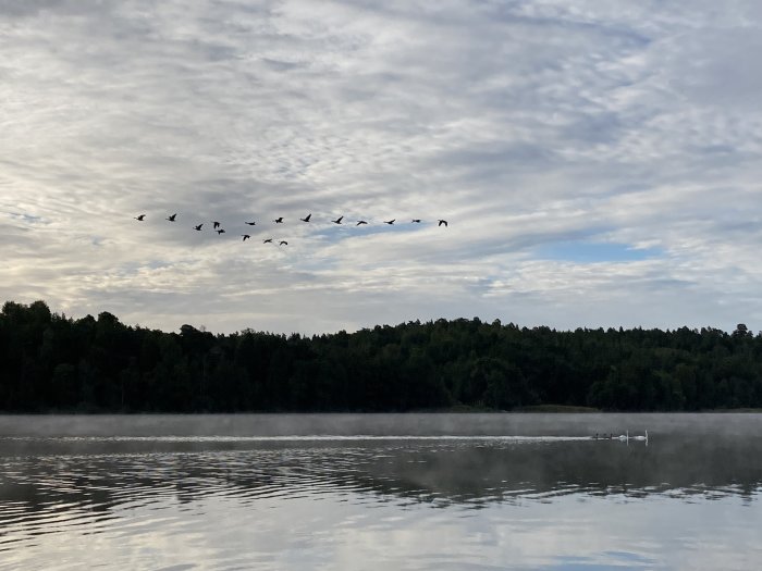 En flock fåglar som flyger över en sjö med dis över ytan och skog i bakgrunden.