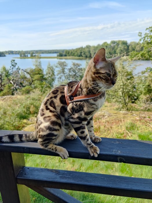 Bengalkatt i sele sitter på ett staket med en sjö och grönska i bakgrunden.