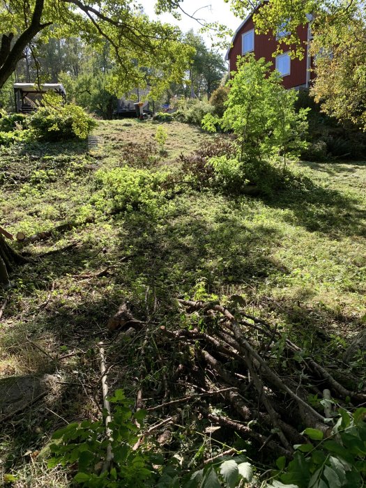 Trädgård med avsågade grenar på marken redo att bäras upp till flishuggaren.