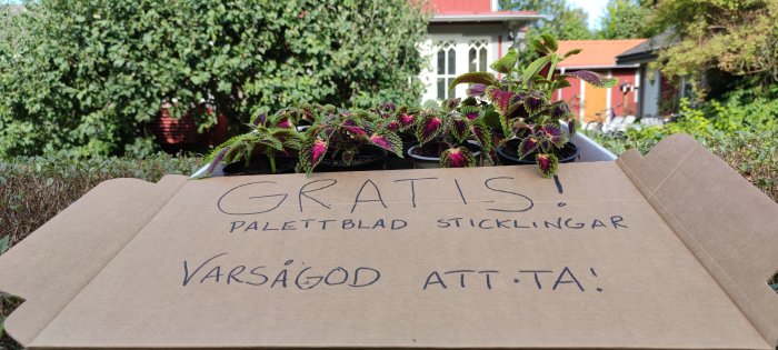 Gratis palettblad sticklingar på kartongskylt framför ett rött hus med grönska.