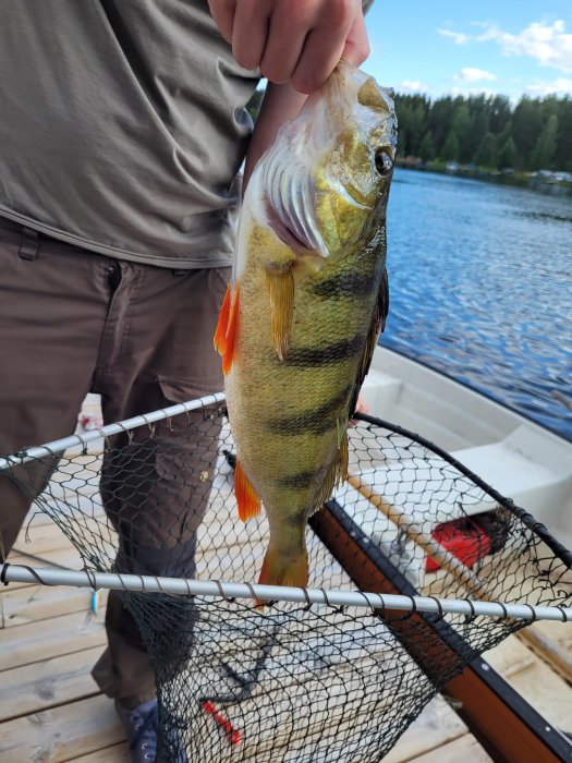 Person som håller en abborre ovanför ett landningsnät på en båt.