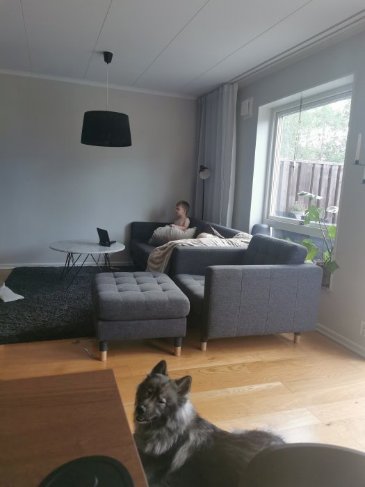 Ett barn på soffan och en hund i ett vardagsrum med modernt inredning.