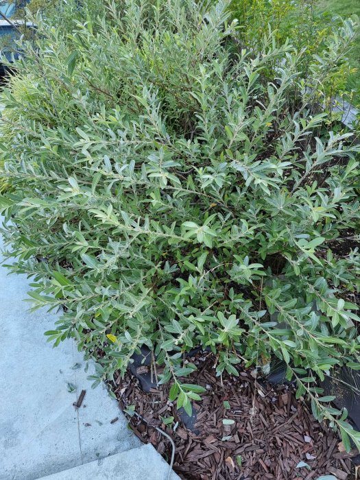 Grågrön videbuske som breder ut sig i trädgården med blad som övergår till grönt.