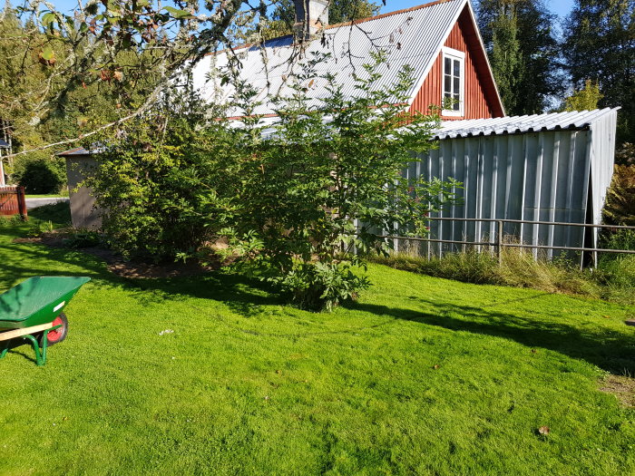 Trädgård med grävmaskin, nyplanterad spirea, fläderbuske och en rödmålad stuga i bakgrunden.