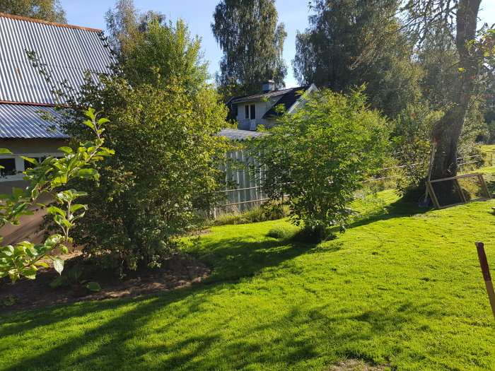 Nygrävd rabatt med fläderbuske bredvid frodig gräsmatta, i en trädgård med hus i bakgrunden.