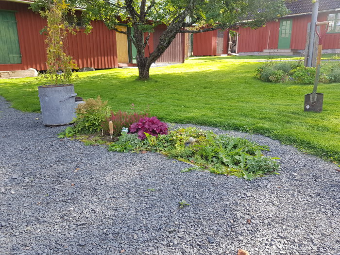 Nyplanterad spirea i gräsmattan bredvid en grävd rabatt, med röda lador i bakgrunden.