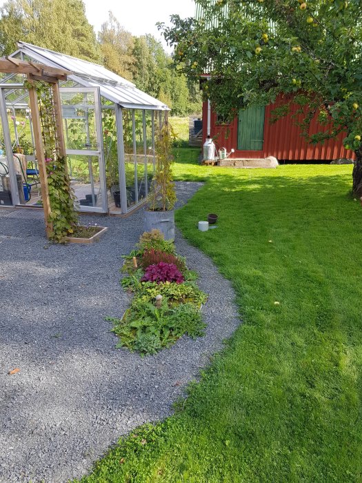 Nyanlagd rabatt i trädgård med fläderbuske och spirea, växthus och röd stuga i bakgrunden.