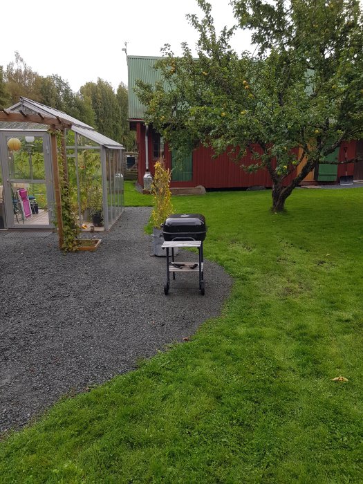 Grön gräsmatta med en spirea-busk på en körbar trädgårdsvagn, ett växthus och ett rött hus i bakgrunden.