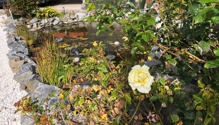 En trädgårdsdamm omgiven av stenar och växtlighet med vattenpumpar och blommor.