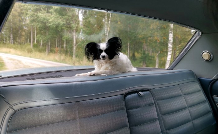 En svartvit hund ligger på baksätet i en bil, skog i bakgrunden.