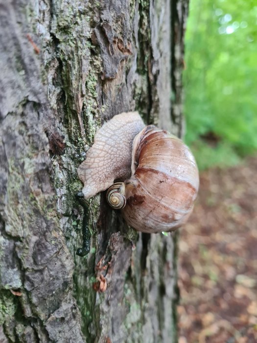 Snigel på trädstam i skogen med fuktig bark och mossa.