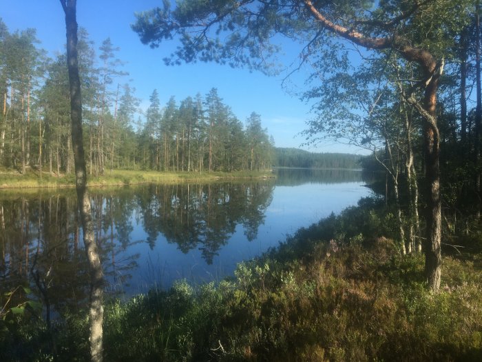 Skogsbryn vid lugn spegelblank sjö under blå himmel.