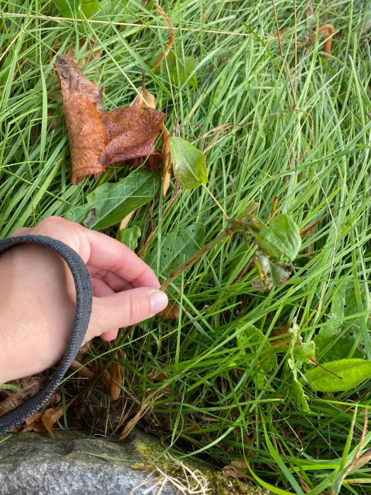 En hand pekar på gröna okända växter bland gräset och en brun löv på marken.