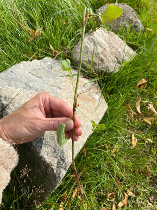 Hand håller en okänd växt med blad och frökapslar framför en sten och gräs.