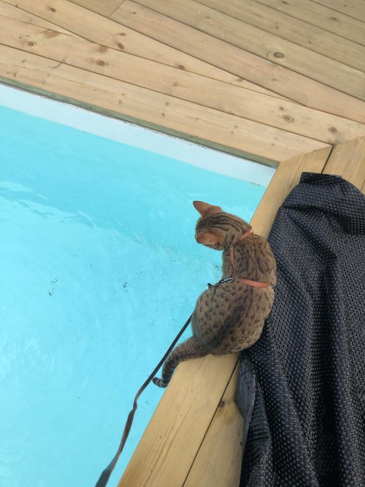 Katt med sele tittar på vattentemperaturen vid kanten av en pool.