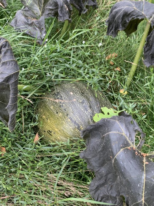 Pumpa med slokande blad efter frostpåverkan, gräsmark i bakgrunden.