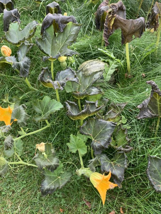 Frostskadade pumpablad och slokande blommor visar tidiga tecken på höst i trädgården.