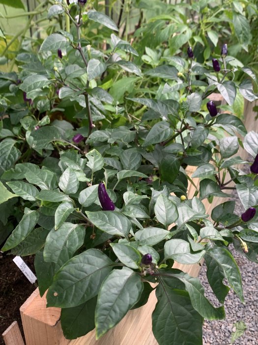 Chilipepparplantor i kruka med mörklila frukter och gröna blad, redo för omplantering.